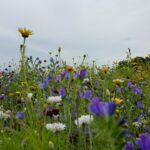 Aktion “Offener Garten” – Ein grünes Band durch Schleswig-Holstein und Hamburg