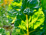 Lust auf regionale Vielfalt - Herbstliche Kreationen aus dem Gemüsegarten